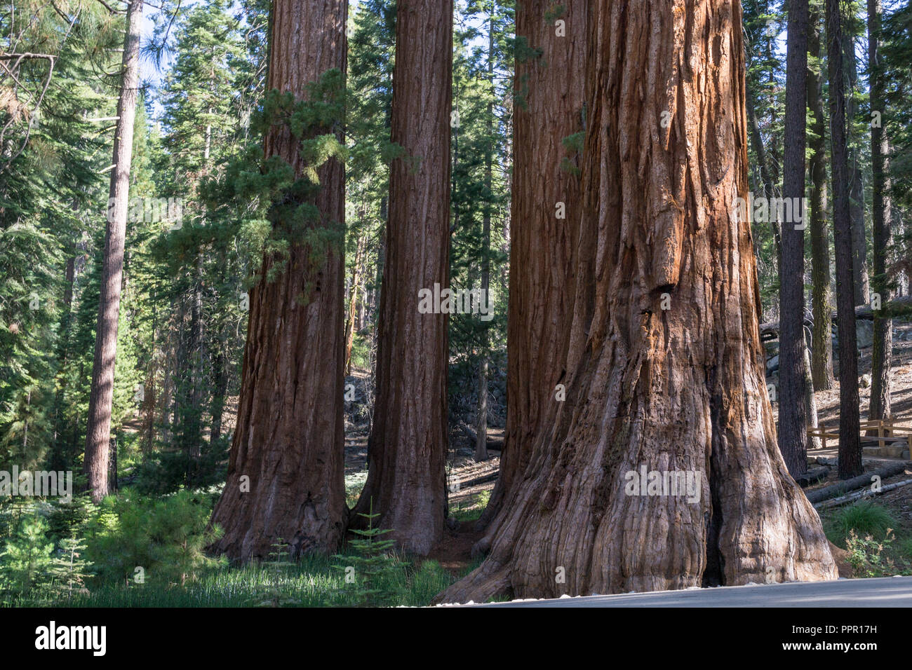 Mariposa Grove à Yosemite National Park contient plus de 100 Séquoias Géants mature Banque D'Images