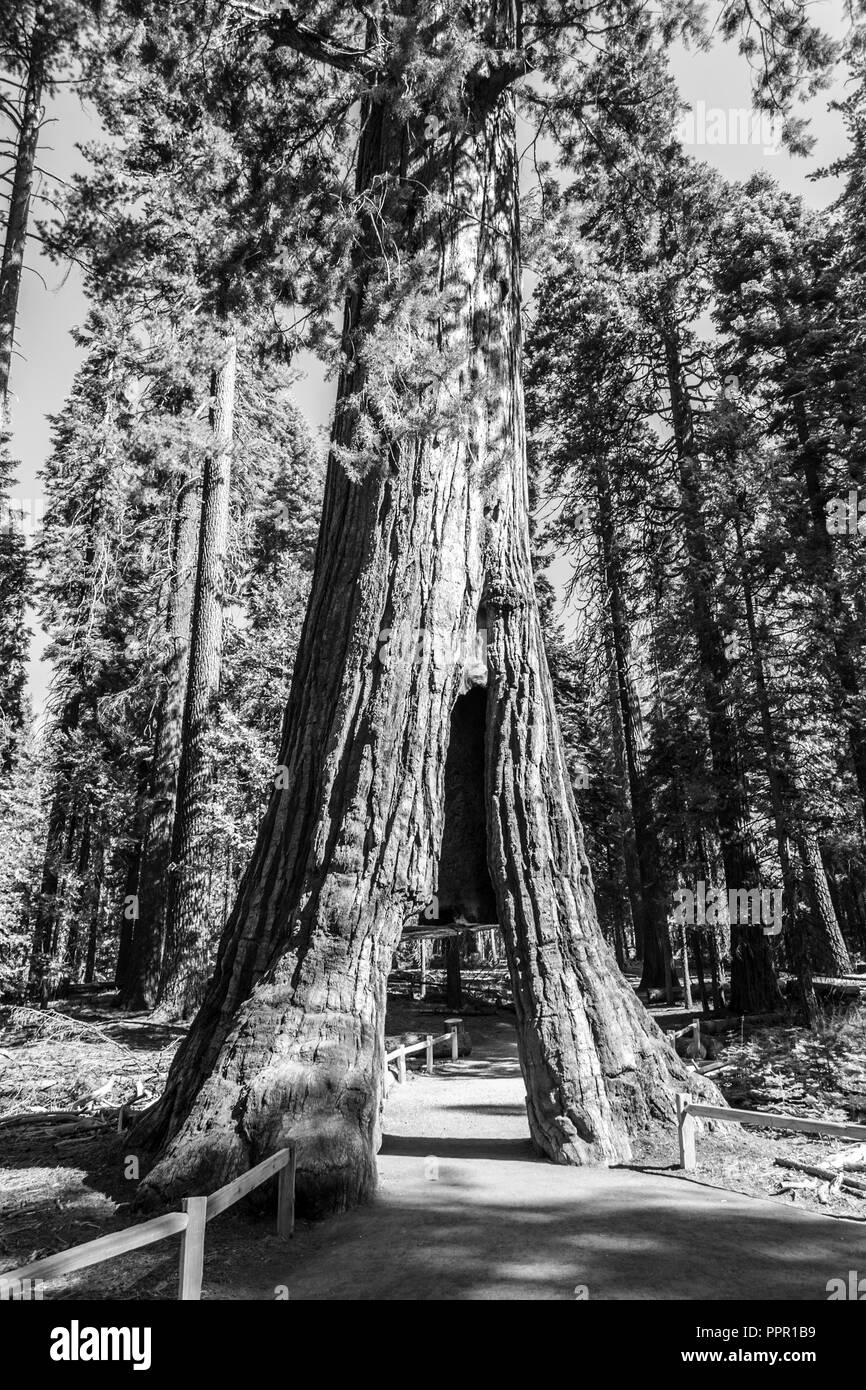 Mariposa Grove à Yosemite National Park contient plus de 100 Séquoias Géants mature Banque D'Images