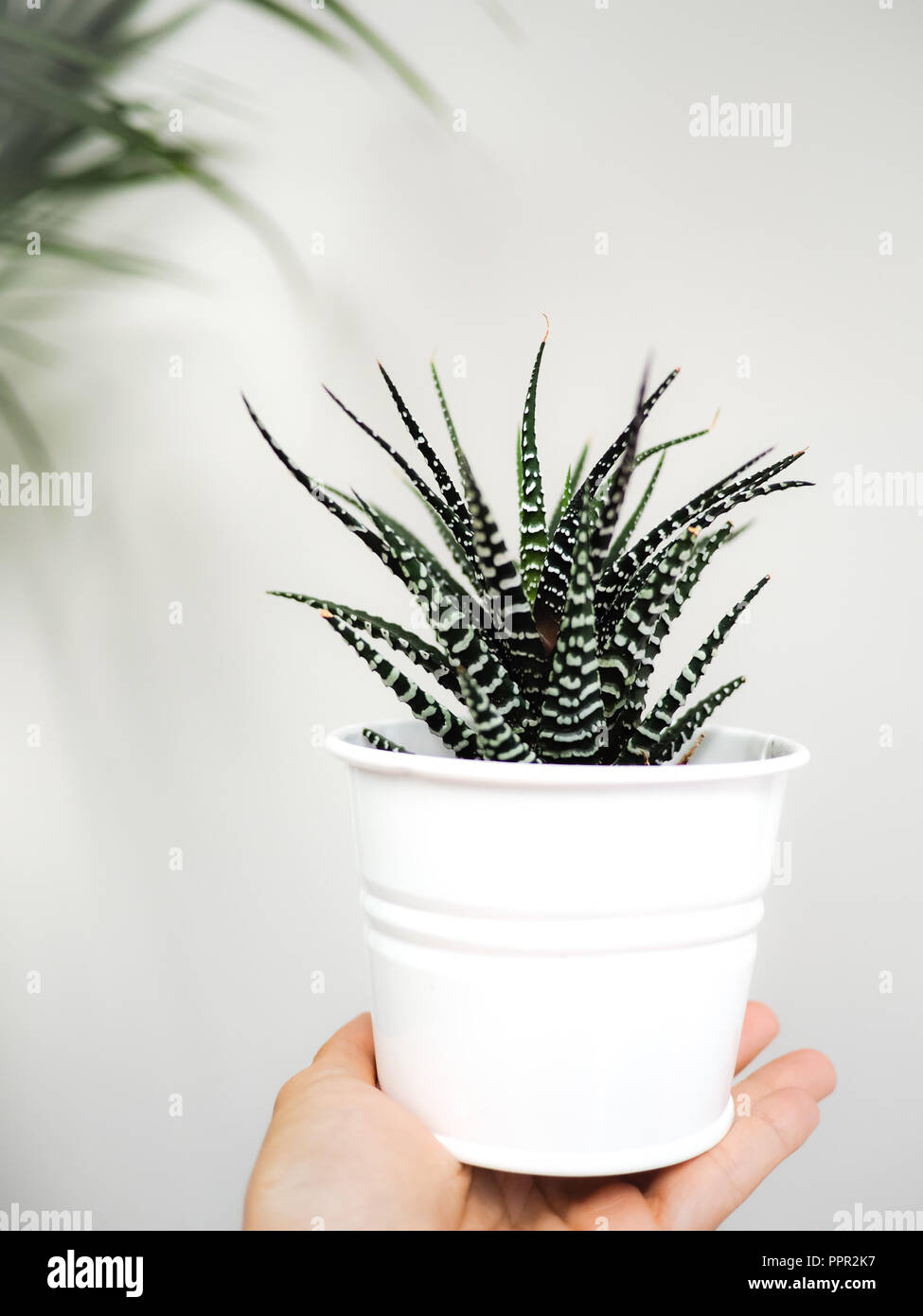 Main tenant un zèbre succulentes haworthia piscine contre un mur blanc. Banque D'Images