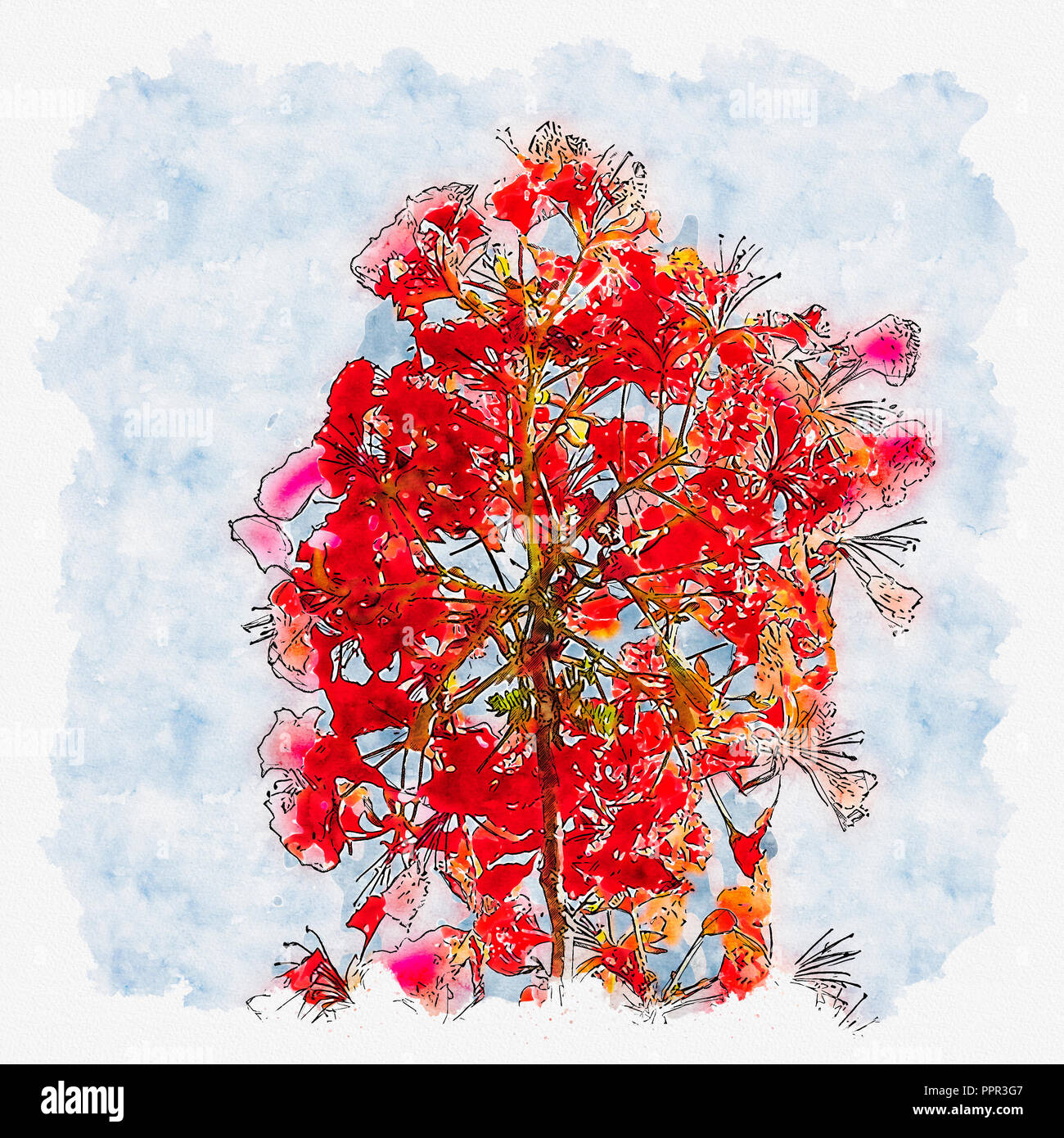 Fleurs Colorées Rouges, Peinture Aquarelle Banque D'Images et