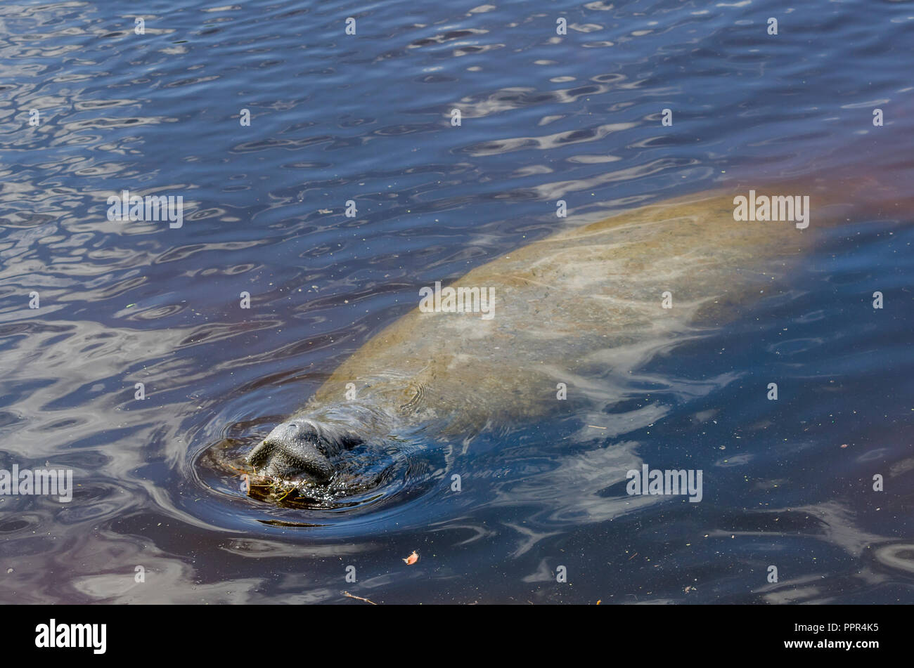 Floride lamantins (Trichechus manatus latirostris) piscine en Floride, USA. Banque D'Images Floride lamantins (Trichechus manatus latirostris) piscine en Floride, USA. Banque D'Images