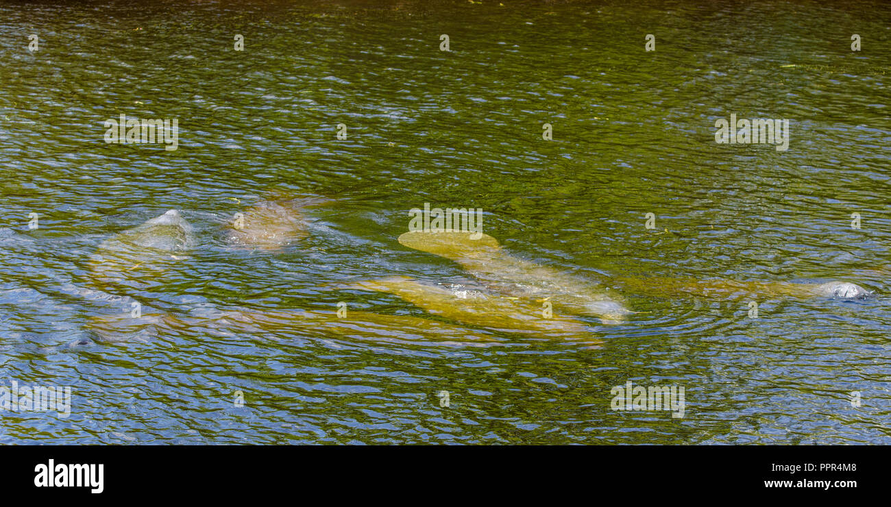 Groupe des lamantins de Floride (Trichechus manatus latirostris) piscine en Floride, USA. Banque D'Images Groupe des lamantins de Floride (Trichechus manatus latirostris) piscine en Floride, USA. Banque D'Images