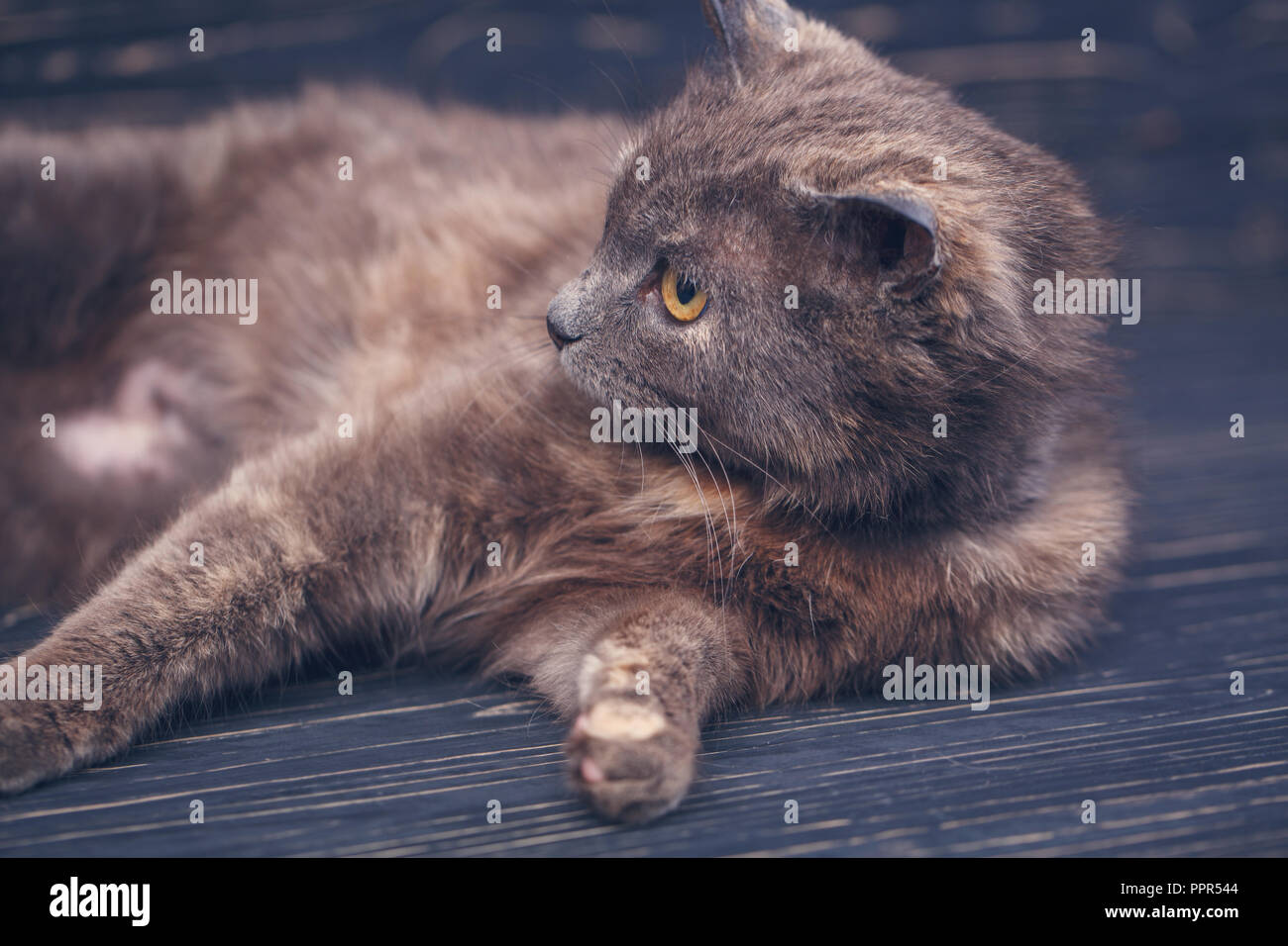 Chat Sans Race Un Simple Chat Gris Sur Un Fond Sombre Photo Stock Alamy