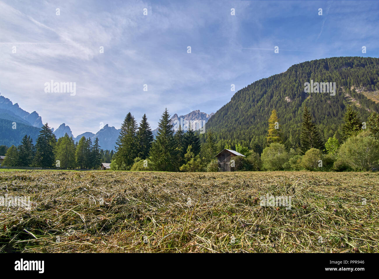 Fraîchement tondue un grass meadow et farmer's hut près de Bad Moos, avec vue sur les sommets des Dolomites de Sexten dans l'Fischleintal (Val Fiscalina), Italie Banque D'Images