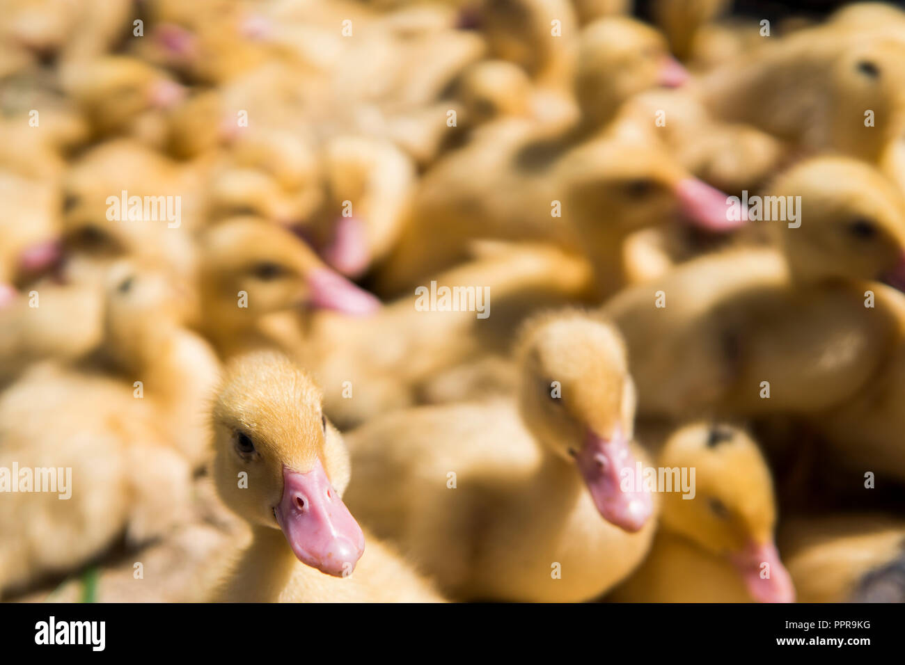 Canard Jaune Dans Une Boite De Metal En Vente Sur Net Une Foire Les Canetons A Vendre Incubateur L Agriculture L Agriculture Photo Stock Alamy