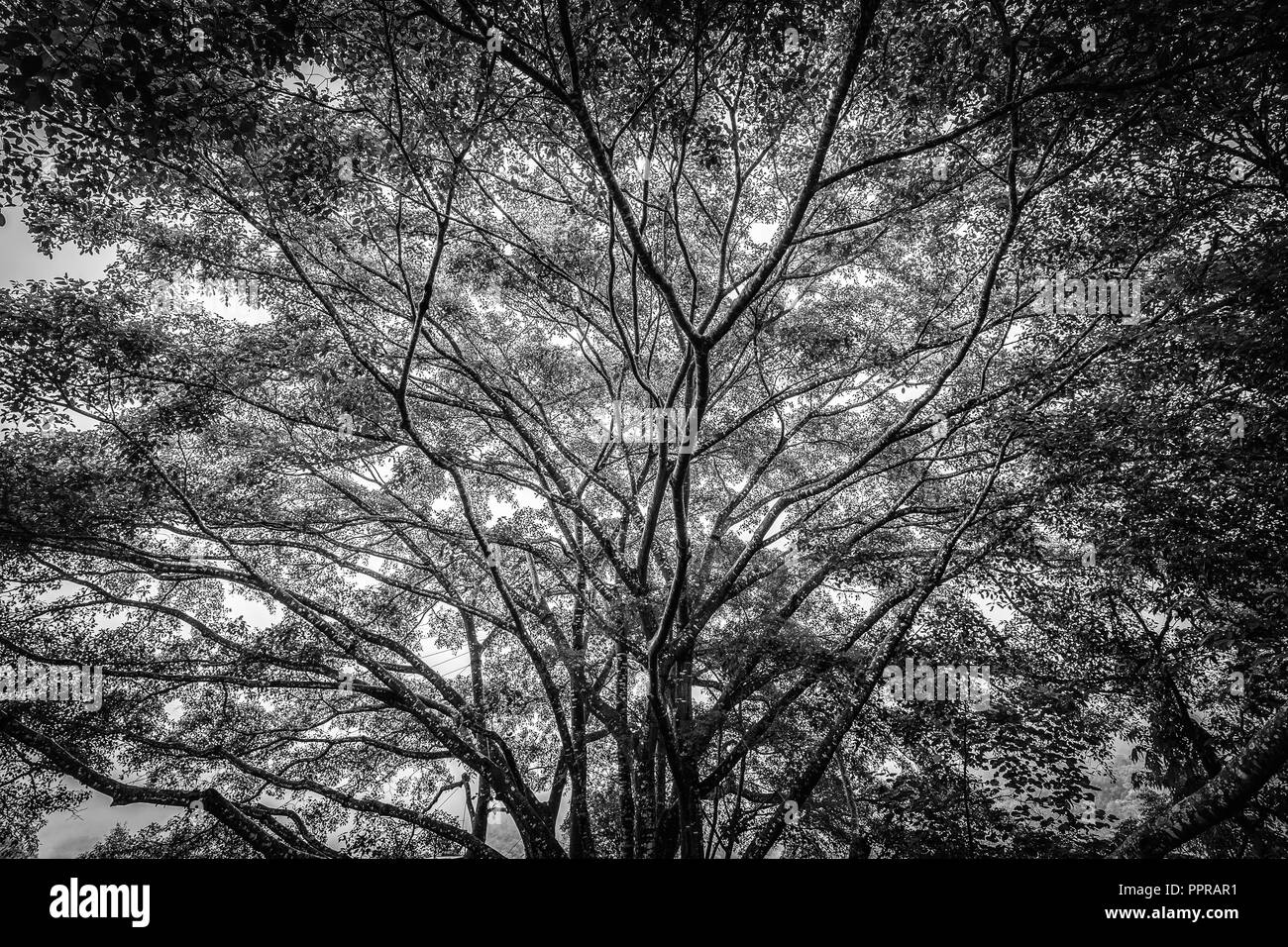 Scène en noir et blanc de l'ancien grand arbre ayant large et long des branches. Banque D'Images