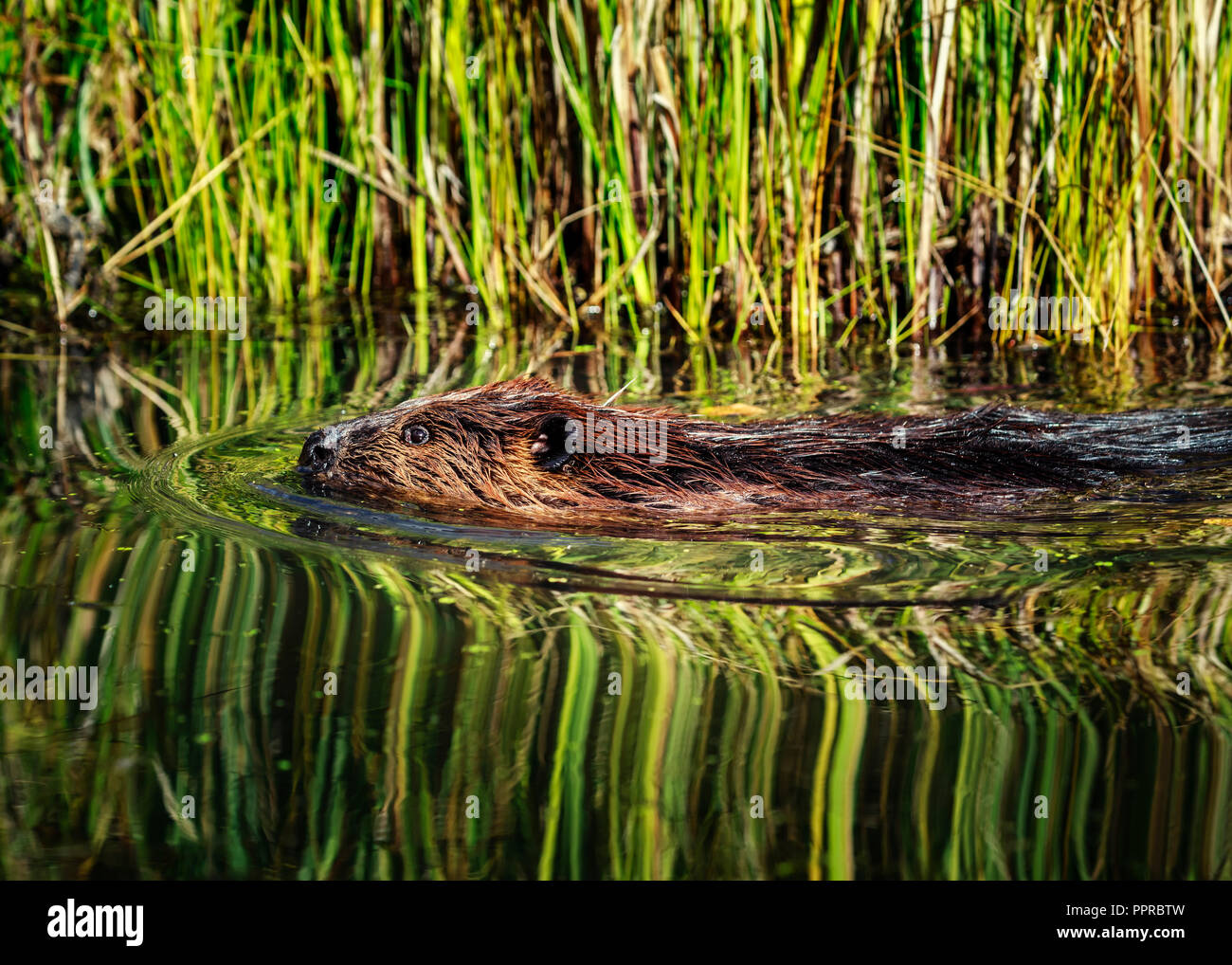 Castor à la nage, Ominik Marsh, Parc national du Mont-Riding, Manitoba, Canada. Banque D'Images