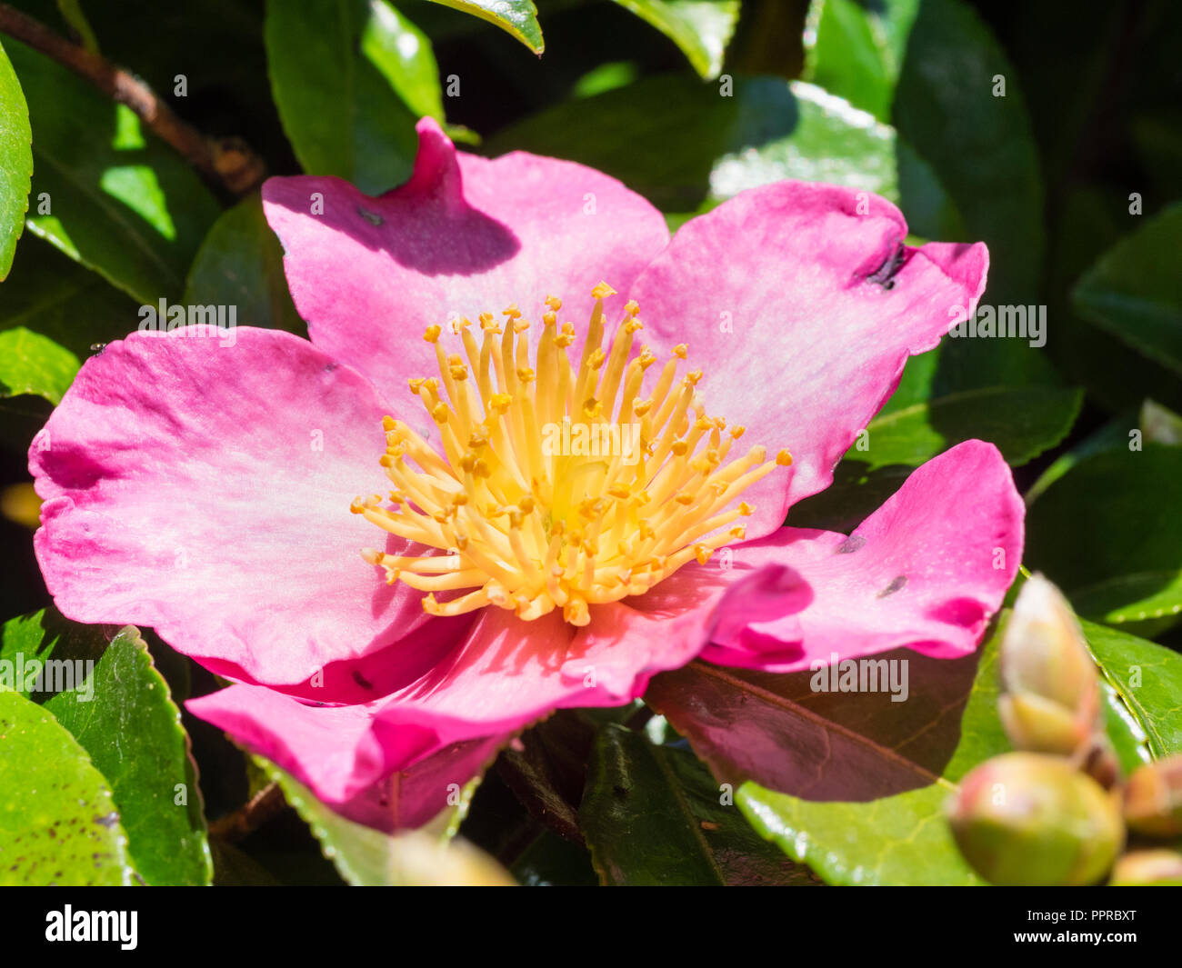 Seule fleur de l'automne arbuste en fleurs, Camellia sasanqua 'Crimson King' Banque D'Images