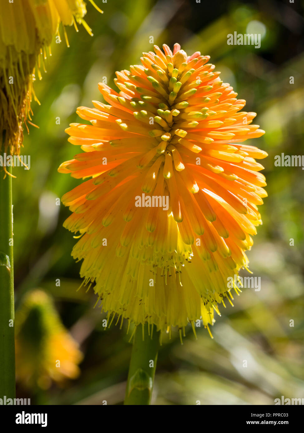 Fleur d'automne grand chef de la fleur jaune orange, bourgeonnées, Kniphofia rooperi lily torche Banque D'Images