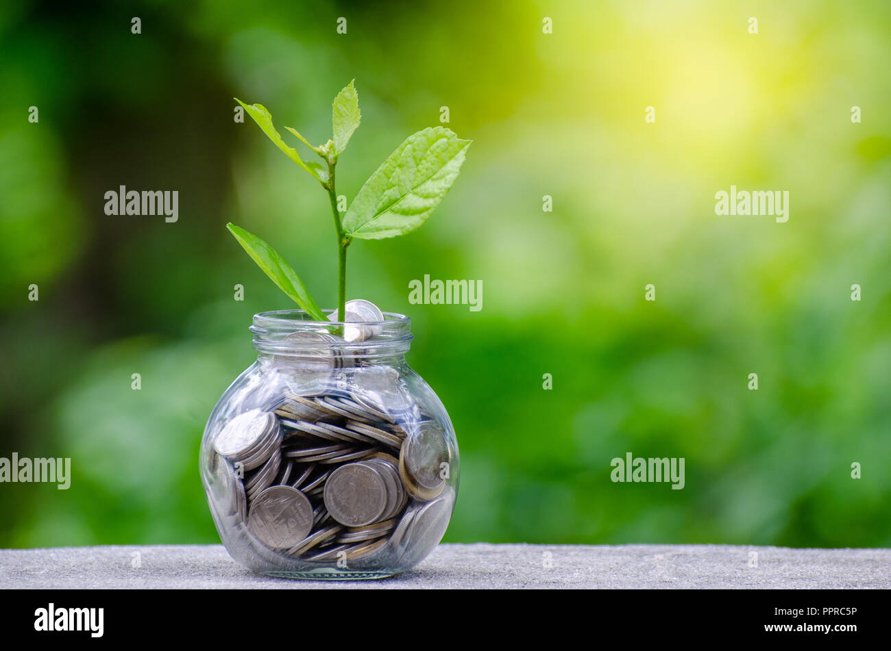 Bouteille d'argent billets billets de banque d'image de l'arbre avec la culture d'espèces végétales sur le dessus pour les affaires de fond naturel vert l'économie d'argent et d'investissement c financière Banque D'Images