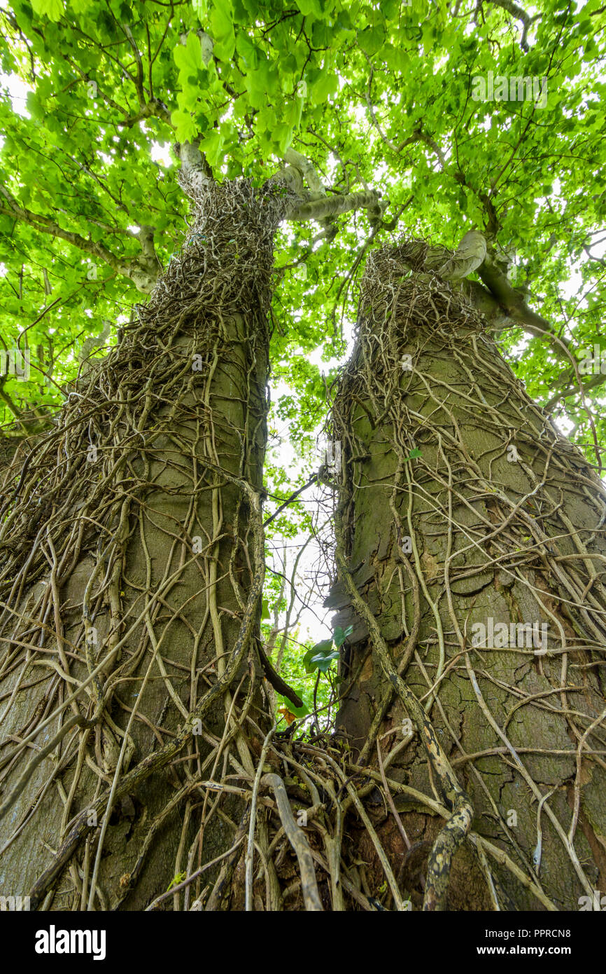 Arbre d'érable avec le grade, l'usine St Abbs, Ecosse, Royaume-Uni Banque D'Images