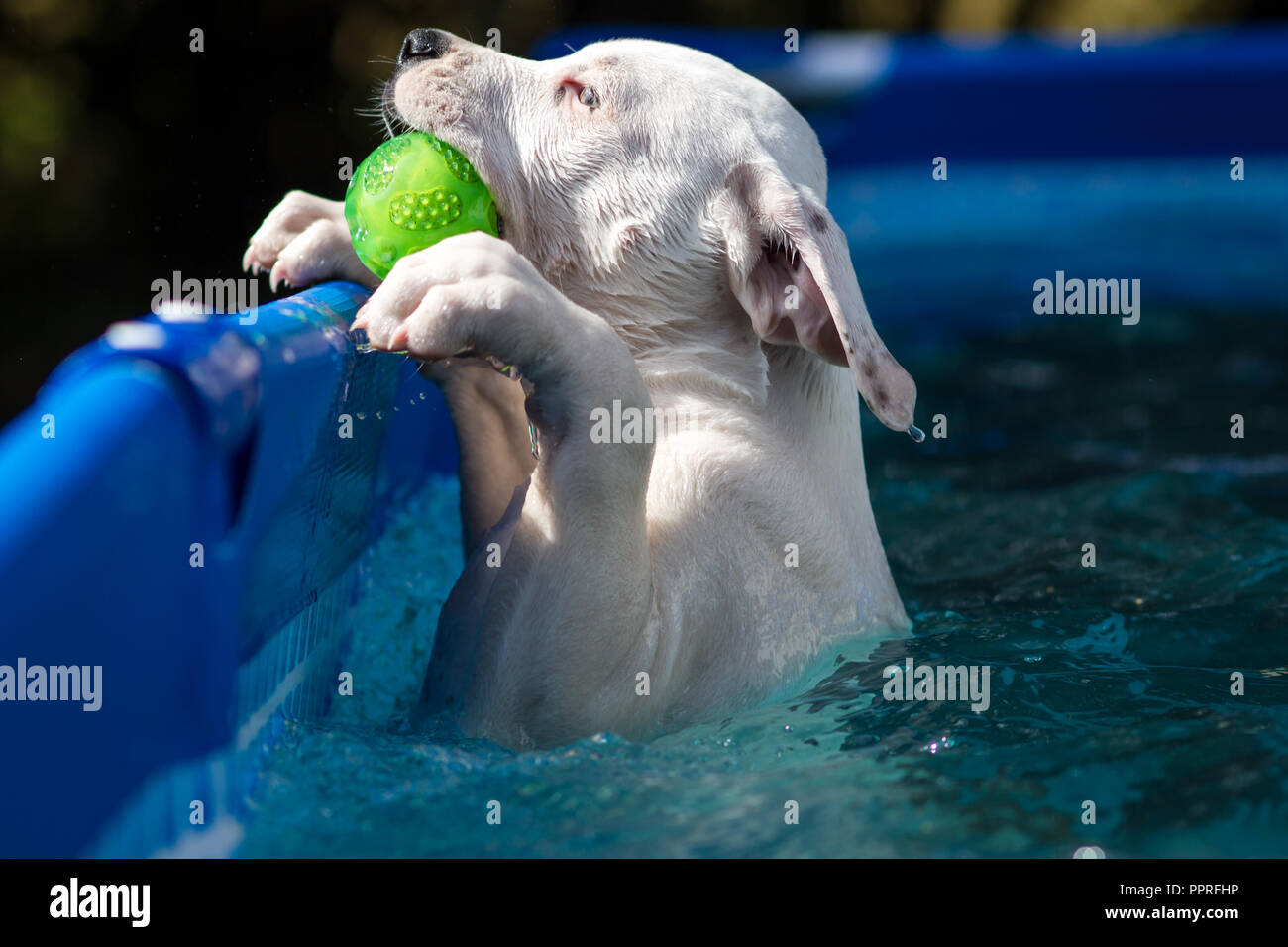 Chiot Bouledogue Américain blanc de nager dans une piscine et de l'extraction d'une balle Banque D'Images
