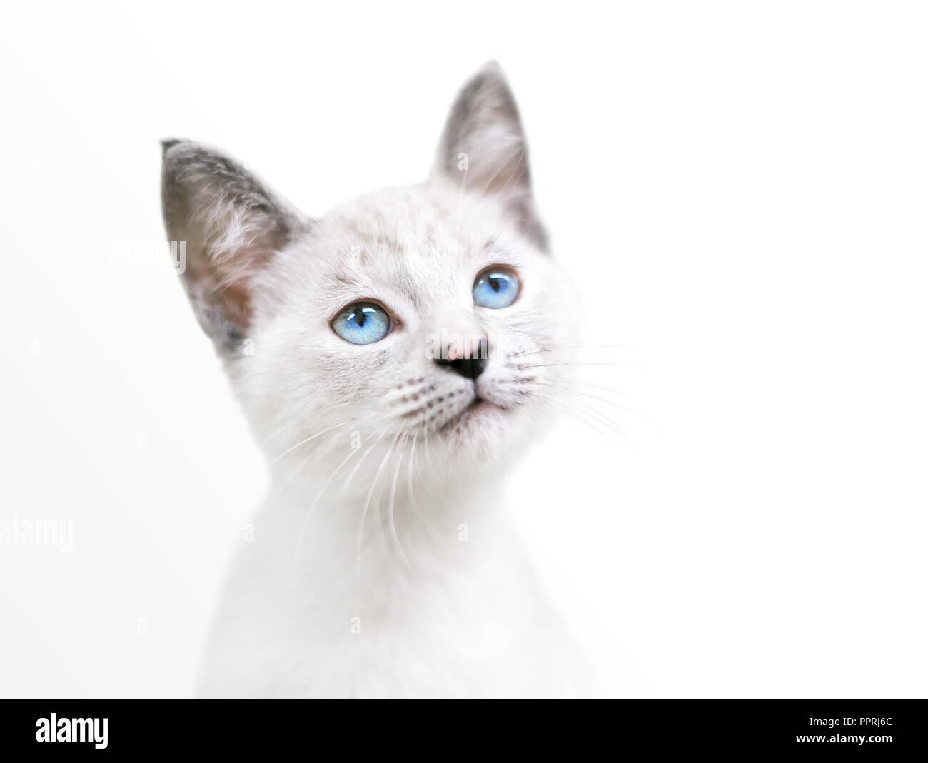 Un mignon jeune chaton shorthair domestique avec des yeux bleus, le regard vers le haut Banque D'Images