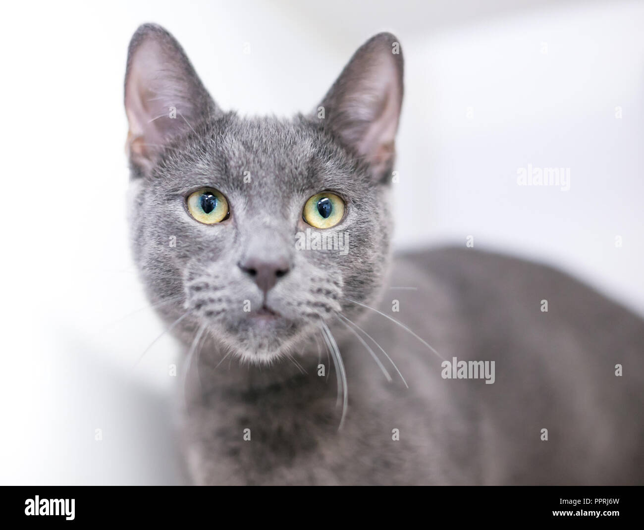 Un Chat Domestique A Poil Court Gris Avec Les Yeux Jaune Photo Stock Alamy Un Chat Domestique A Poil Court Gris Avec Les Yeux Jaune Photo Stock Alamy