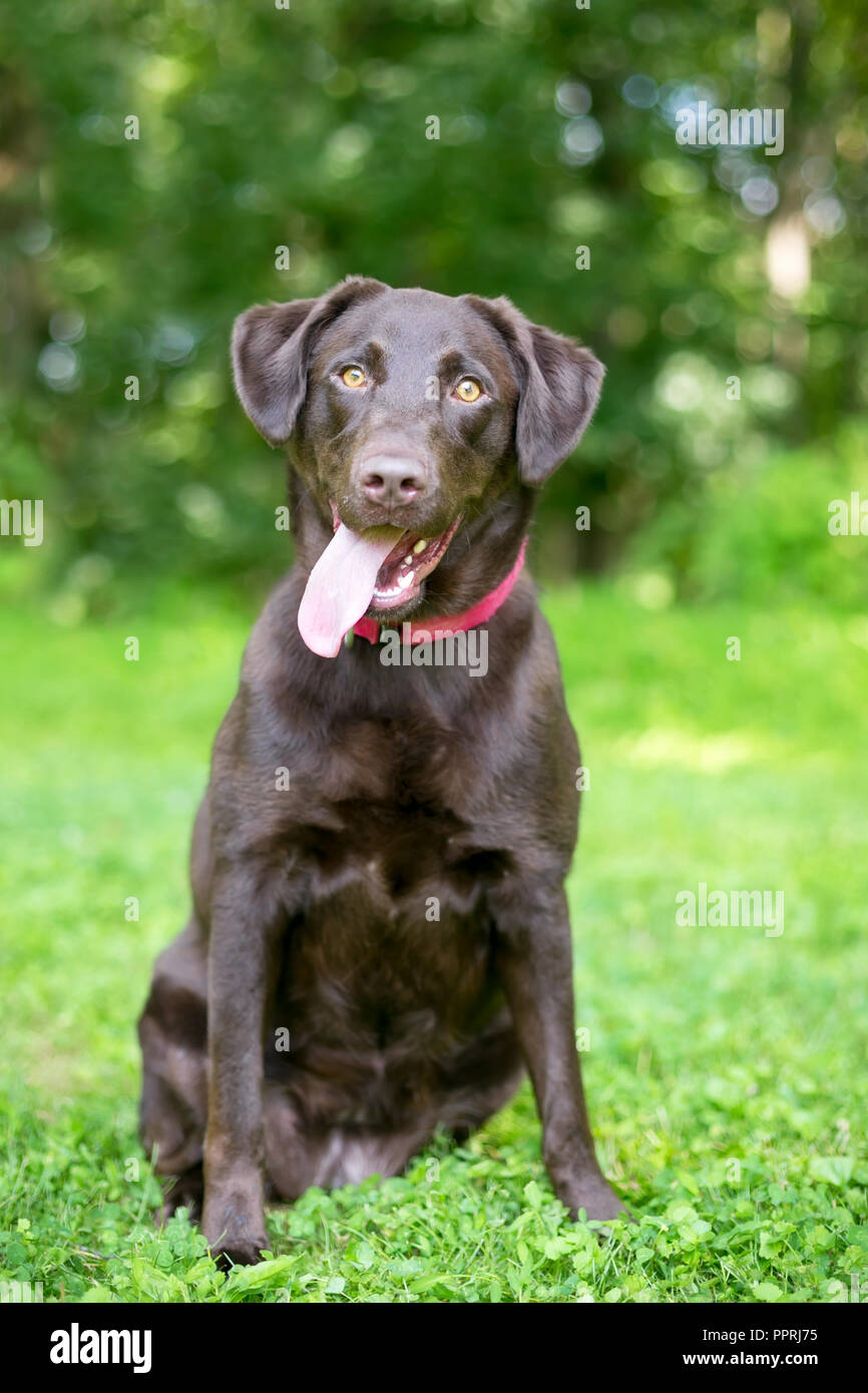 Un Labrador Retriever Chocolat chien assis à l'extérieur avec une expression heureuse Banque D'Images