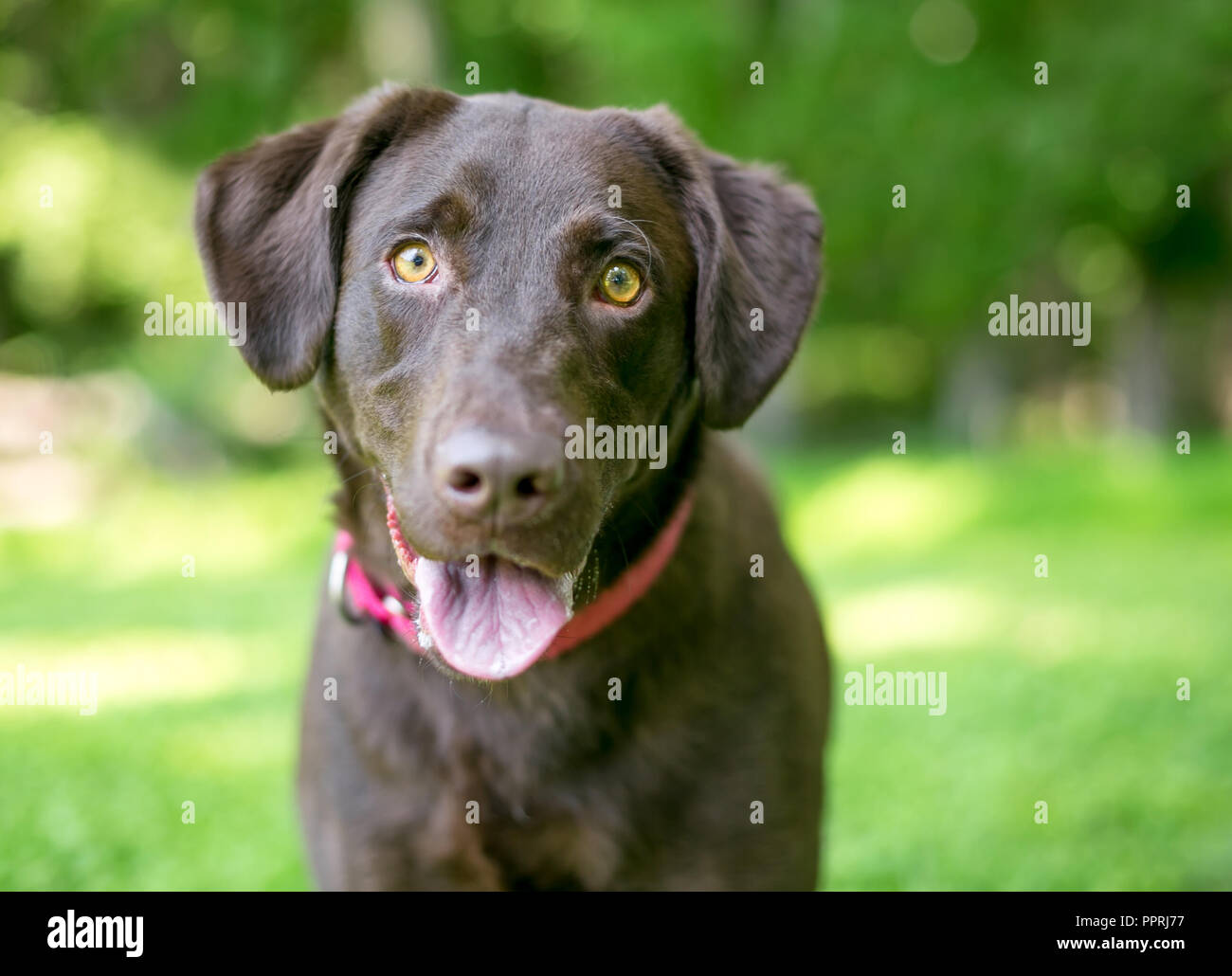 Un Labrador Retriever Chocolat chien assis à l'extérieur avec une expression heureuse Banque D'Images