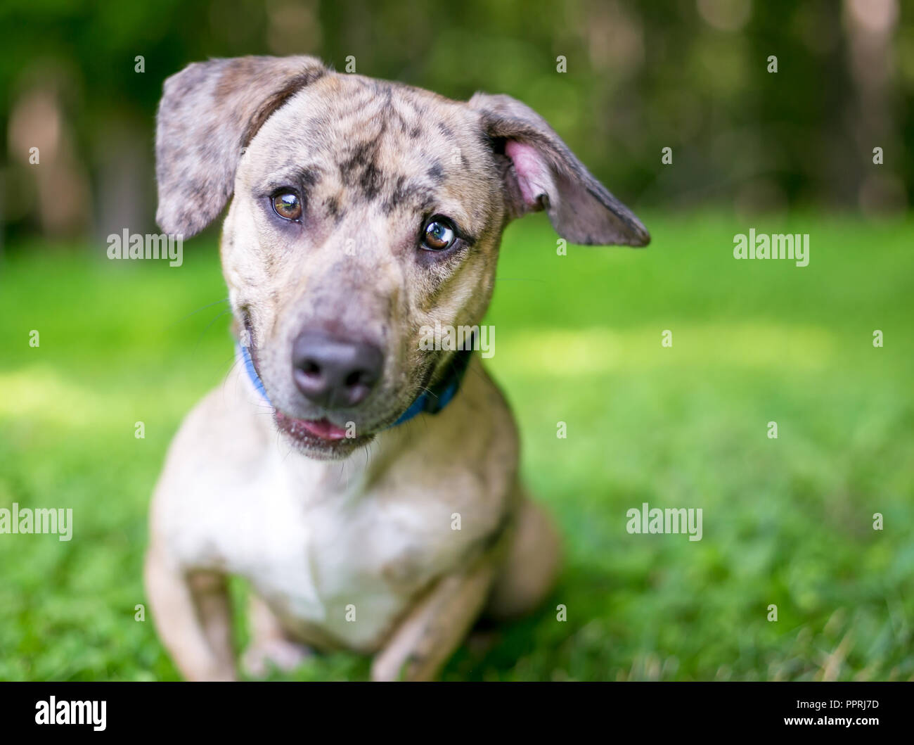 Un mignon merle dog avec heterochromia sectorielles dans ses yeux Banque D'Images