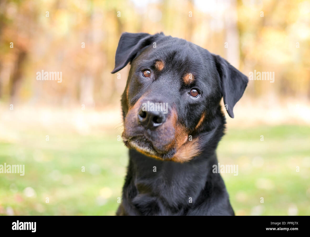 Un Rottweiler chien écoute avec une inclinaison de tête Banque D'Images