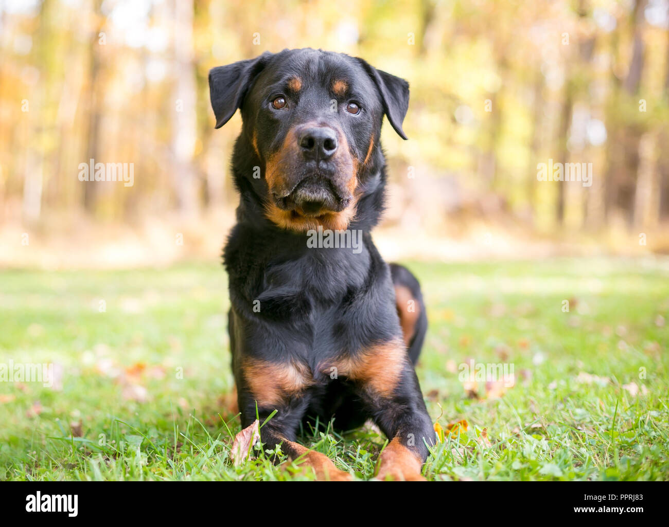 Un Rottweiler chien allongé dans l'herbe en plein air Banque D'Images