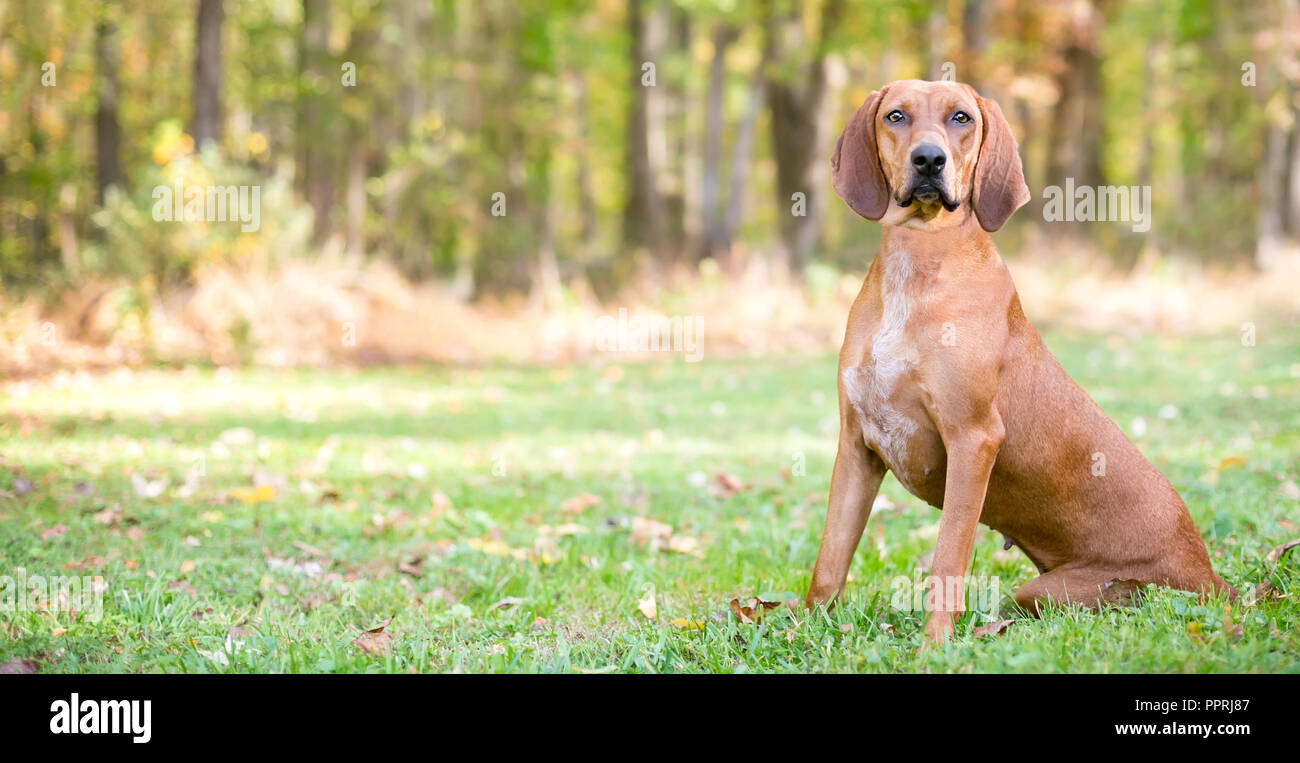 Vue panoramique d'un Redbone Coonhound dog sitting outdoors Banque D'Images