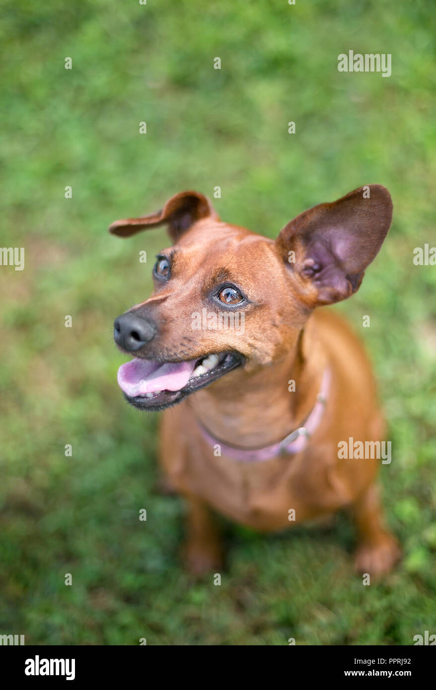 Pinscher Nain rouge un chien avec les oreilles tombantes assis dans l'herbe  Photo Stock - Alamy
