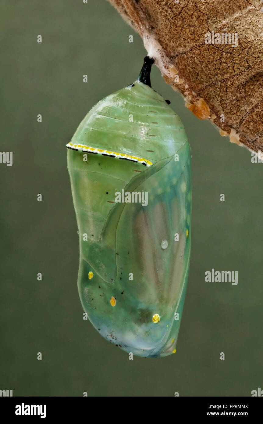 Chrysalide du papillon Monarque Danaus plexippus sur feuille d'Asclépiade commune (Asclepias syriaca), l'Est NA, par aller Moody/Dembinsky Assoc Photo Banque D'Images