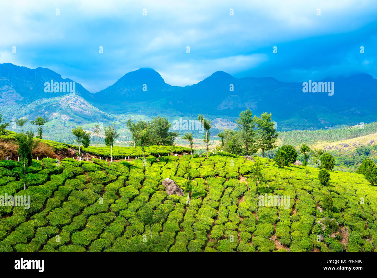 La journée de l'Inde avec les plantations de thé vert, de collines et de montagnes et de ciel bleu, Kerala, Munnar, India Banque D'Images