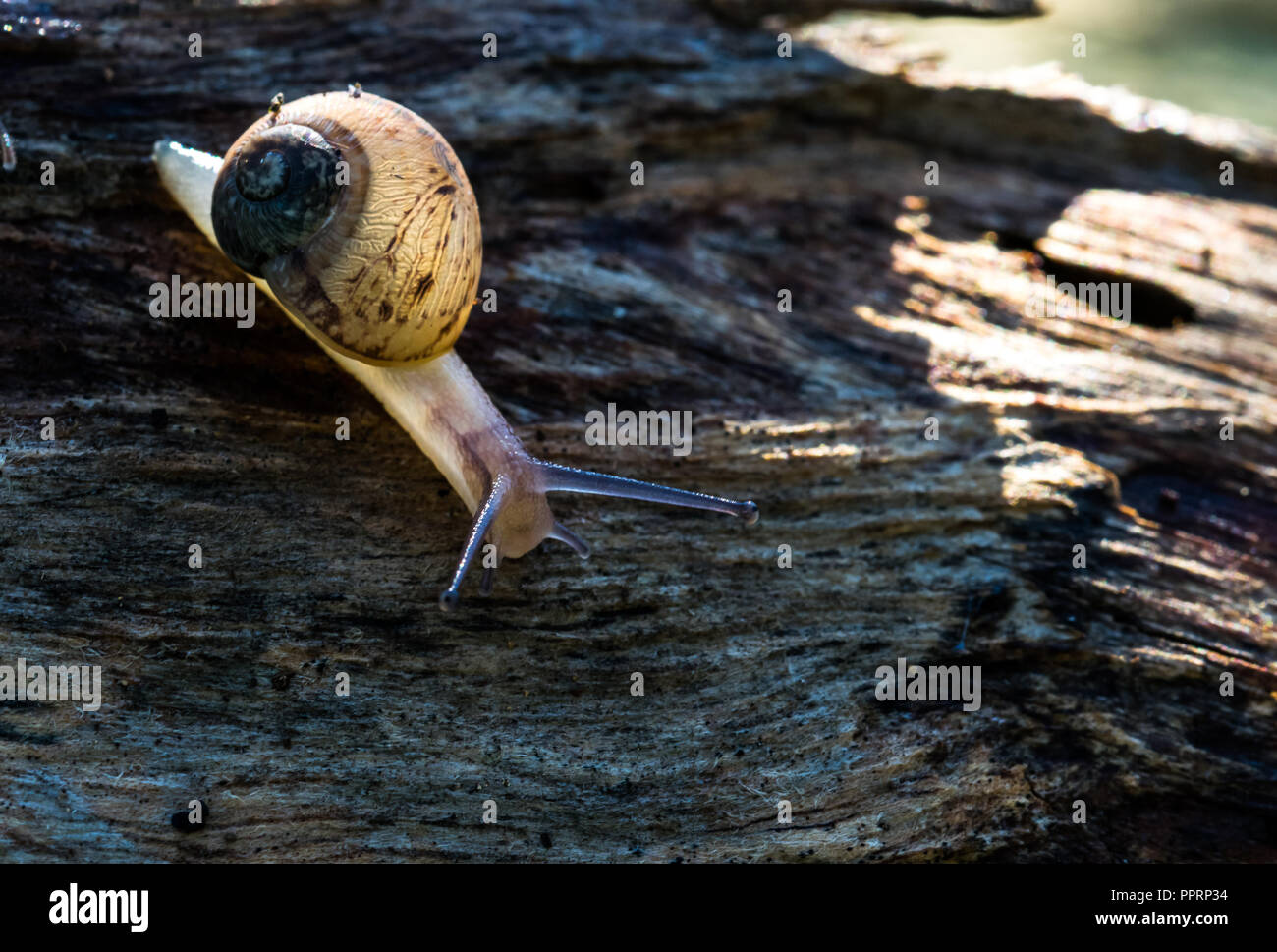 Une marche d'escargots terrestres sur un journal, laissant derrière slime. Semi-transparent Shell retour matin éclairé par les rayons du soleil, montrant la spirale du shell. Banque D'Images