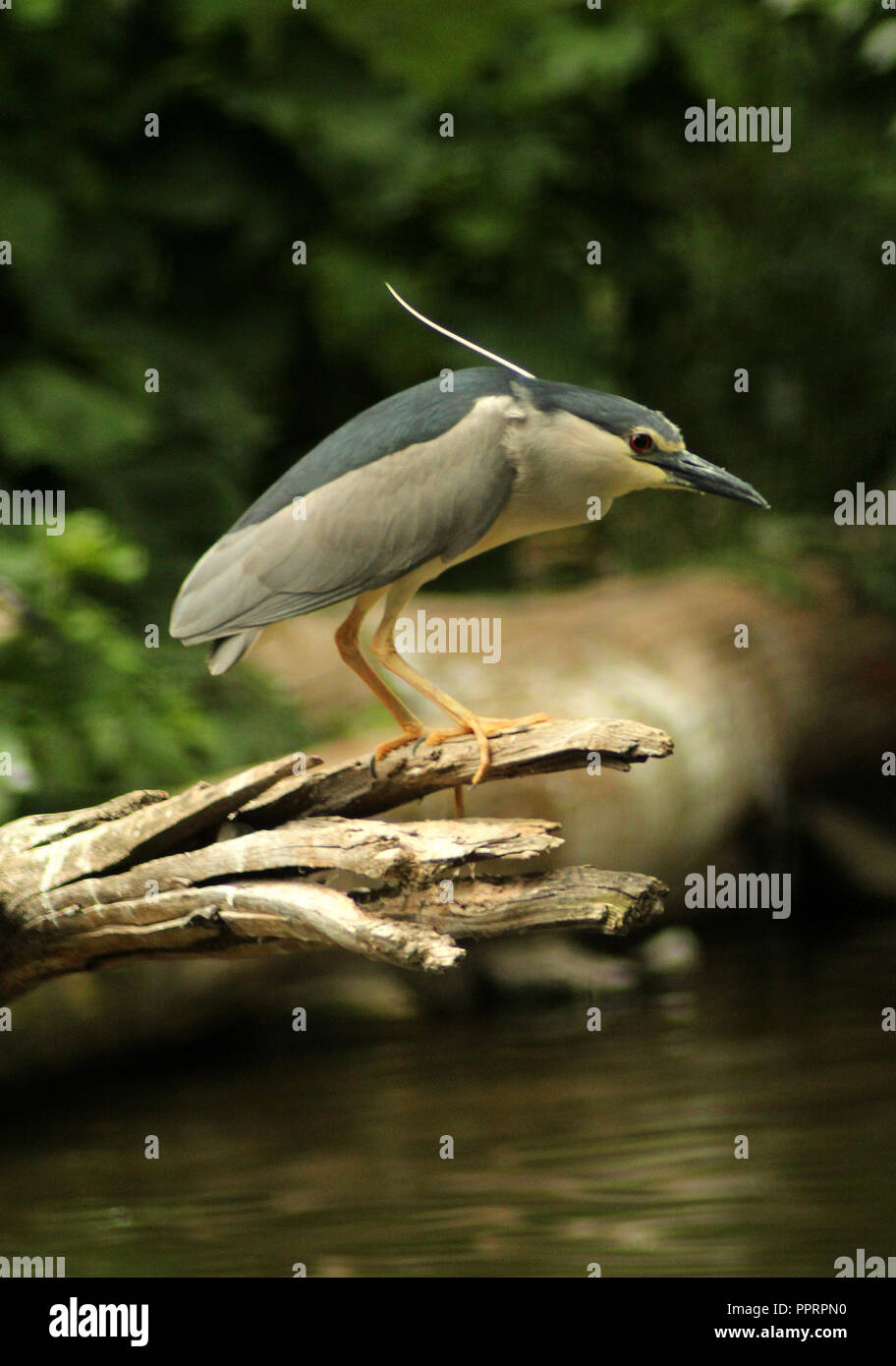 La chasse Bihoreau gris Nycticorax nycticorax, ou nuit noire heron Banque D'Images