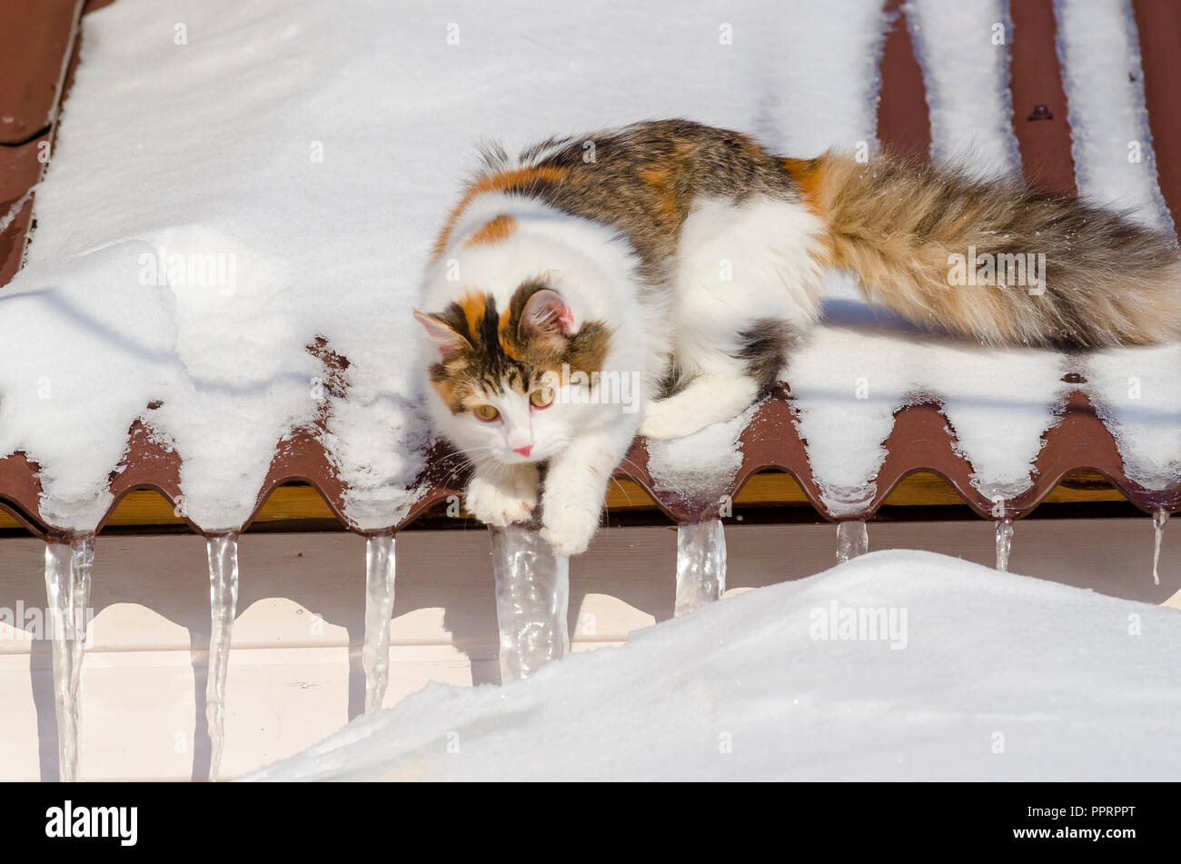 Beau chat calico marche sur toit de la maison de neige Kitty assis sur le toit au soleil le jour de Noël Banque D'Images