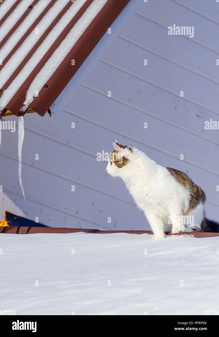 Beau chat calico marche sur toit de la maison de neige Kitty assis sur le toit au soleil le jour de Noël Banque D'Images