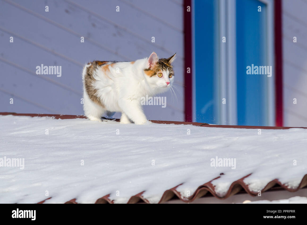 Beau chat calico marche sur toit de la maison de neige Kitty se glisse sur le toit on a sunny day noël givré Banque D'Images