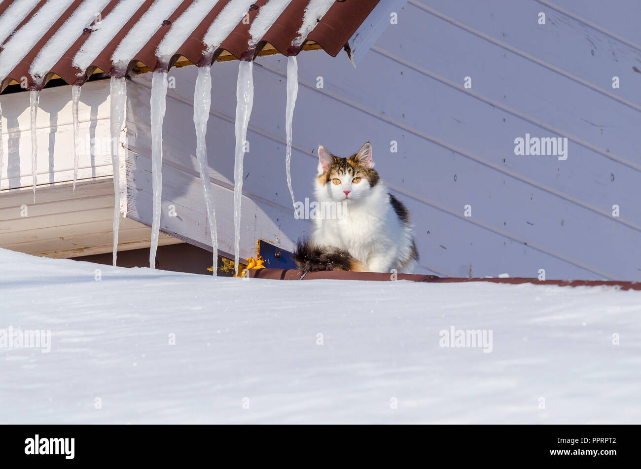 Beau chat calico marche sur toit de la maison de neige Kitty assis sur le toit au soleil le jour de Noël Banque D'Images