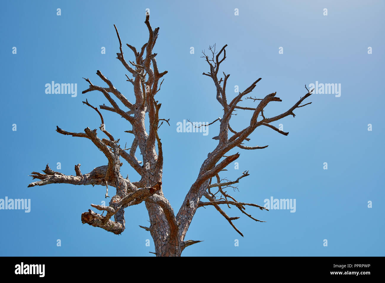 Arbre généalogique de pins morts branches tendues vers un ciel bleu à Hobe Sound National Wildlife Refuge, en Floride Banque D'Images