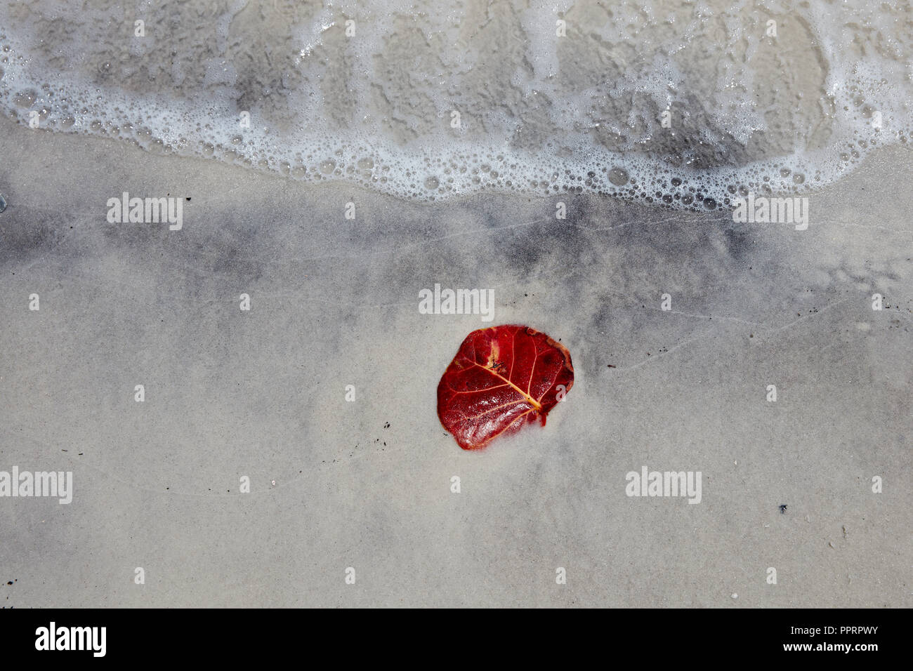 Sea Grape leaf solitaire sur une plage de sable fin au bord de l'eau Banque D'Images