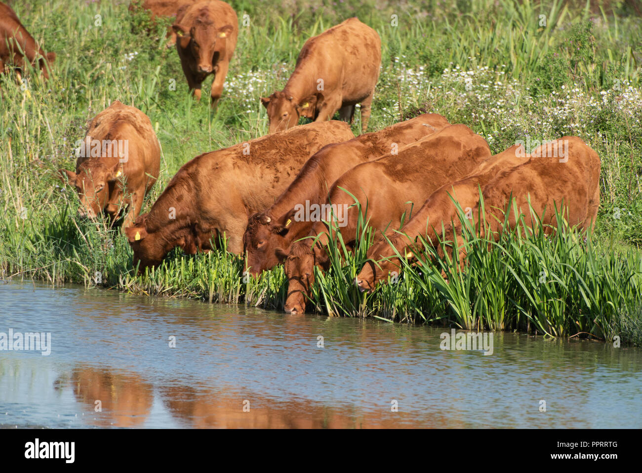 Les vaches brunes de boire Banque D'Images