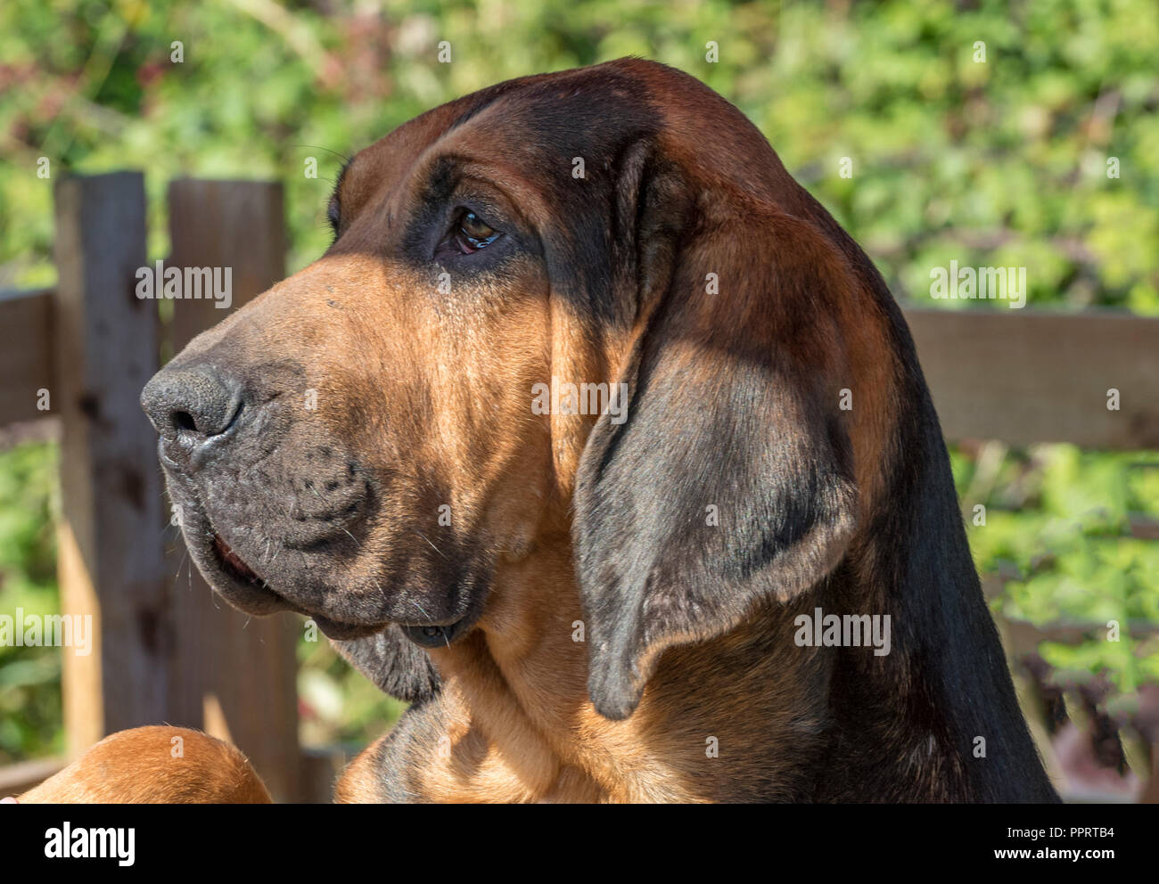 Mignon chien bloodhound distrait et à l'écart de l'appareil photo. chien de chasse ou chien bloodhound. Banque D'Images