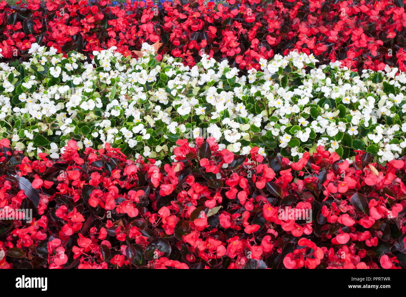 Close up de rouge et blanc Begonia semperflorens en lit de fleur Banque D'Images