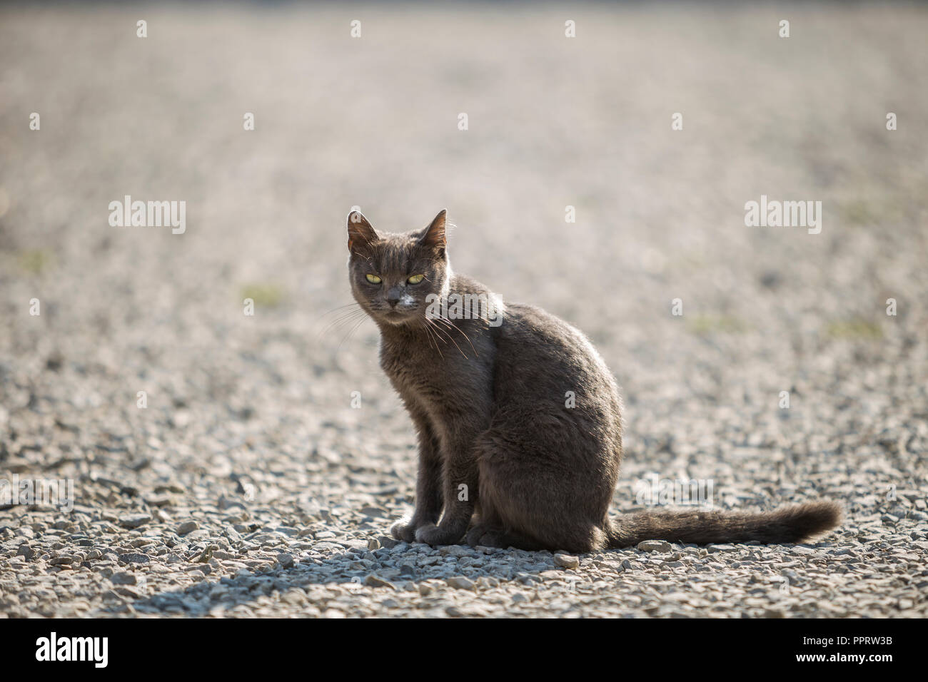 Portrait Dadulte Gris Gros Chat à Poil Court Aux Yeux Verts