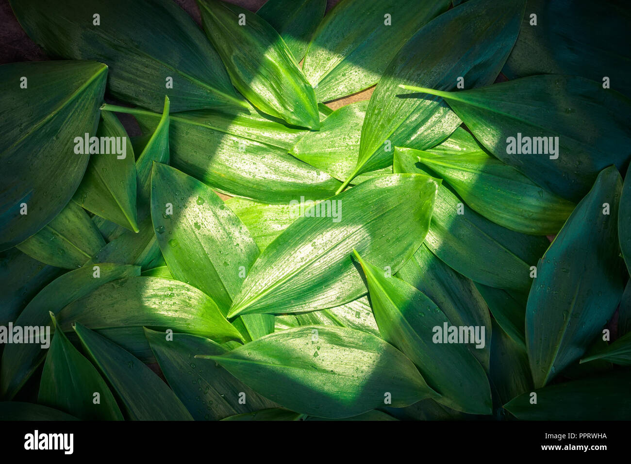 Frais jardin laisse lily valley jardinage biologique écologie culture concept fond printemps été automne Leaf green texture macro naturel gros plan de mise en page Banque D'Images