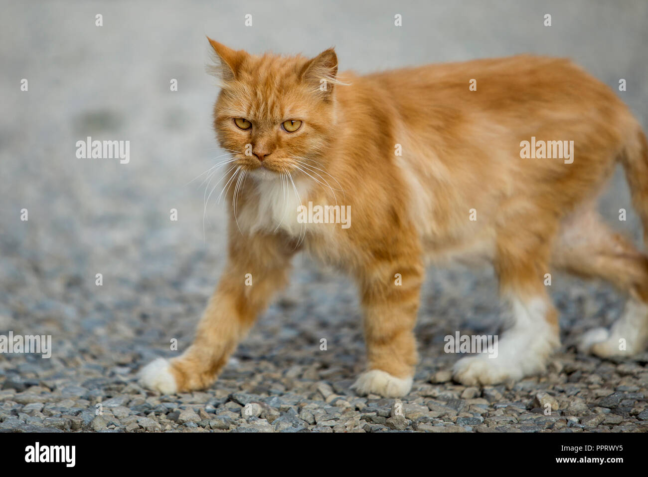 Portrait De Profil De L Orange Grand Chat Adulte Avec Des Yeux Jaunes A L Exterieur Debout Sur Des Petits Cailloux A La Ligne Droite Sur La Lumiere Floue Su Photo Stock Alamy Portrait De Profil De L Orange Grand Chat Adulte Avec Des Yeux Jaunes A L Exterieur Debout Sur Des Petits Cailloux A La Ligne Droite Sur La Lumiere Floue Su Photo Stock Alamy