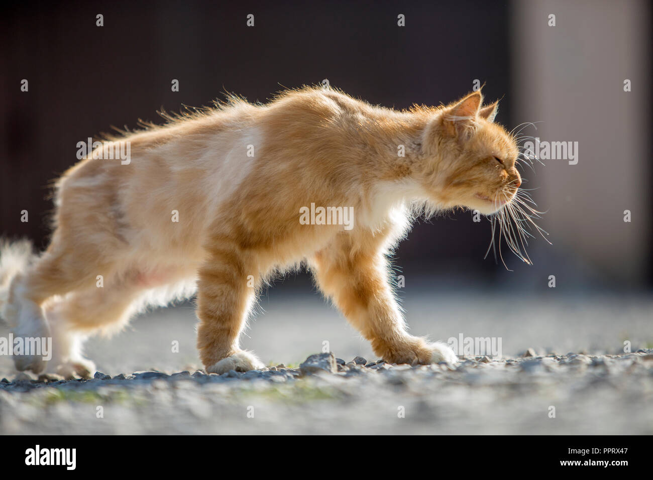 Portrait De Profil De L Orange Grand Chat Adulte Avec Des Yeux Jaunes A L Exterieur Debout Sur Des Petits Cailloux A Droite Vers Camera Sur L Floue Photo Stock Alamy Portrait De Profil De L Orange Grand Chat Adulte Avec Des Yeux Jaunes A L Exterieur Debout Sur Des Petits Cailloux A Droite Vers Camera Sur L Floue Photo Stock Alamy