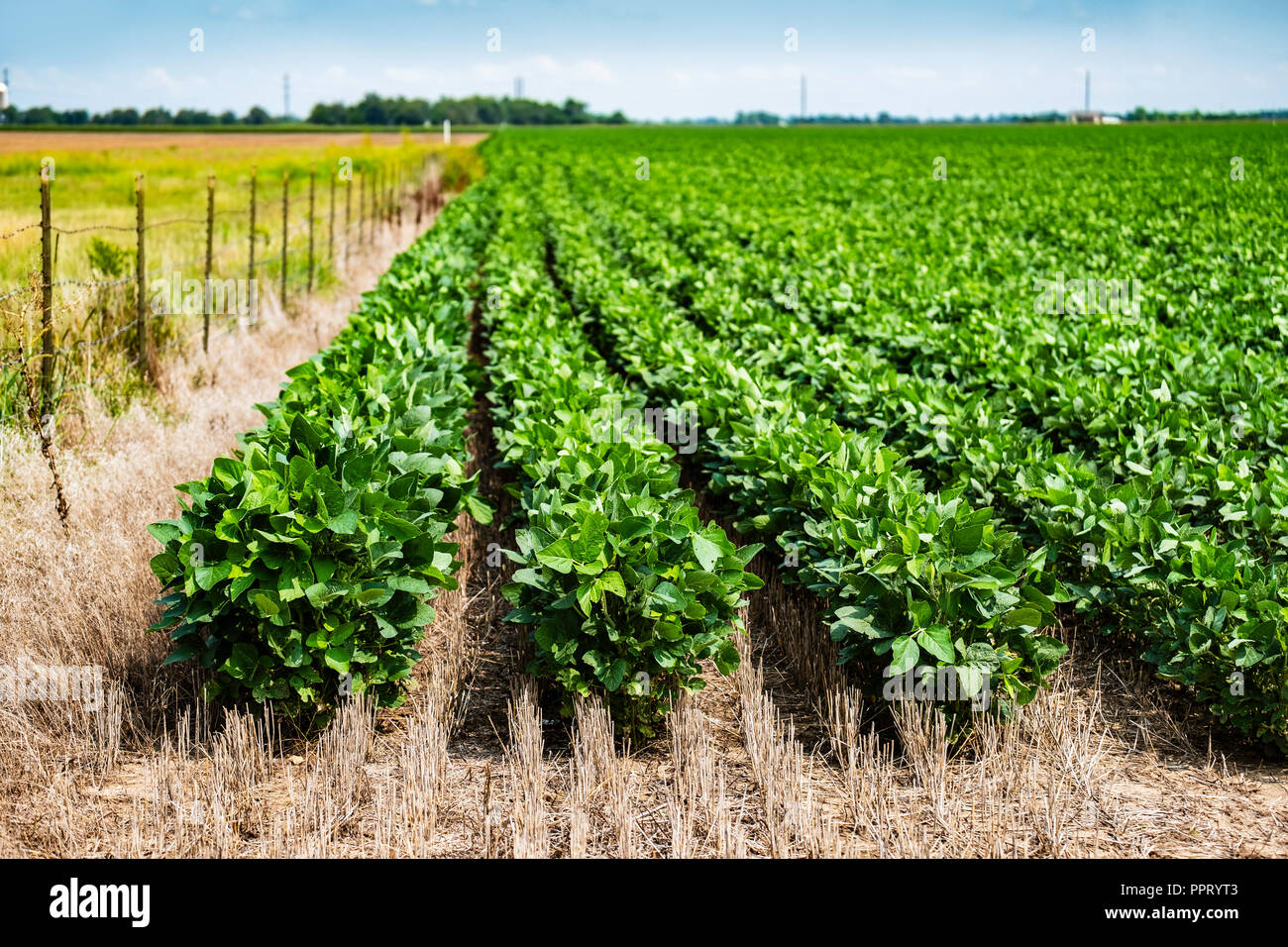 Un champ de soya avec la croissance des plantes au milieu de la croissance dans le Kansas, USA. Banque D'Images