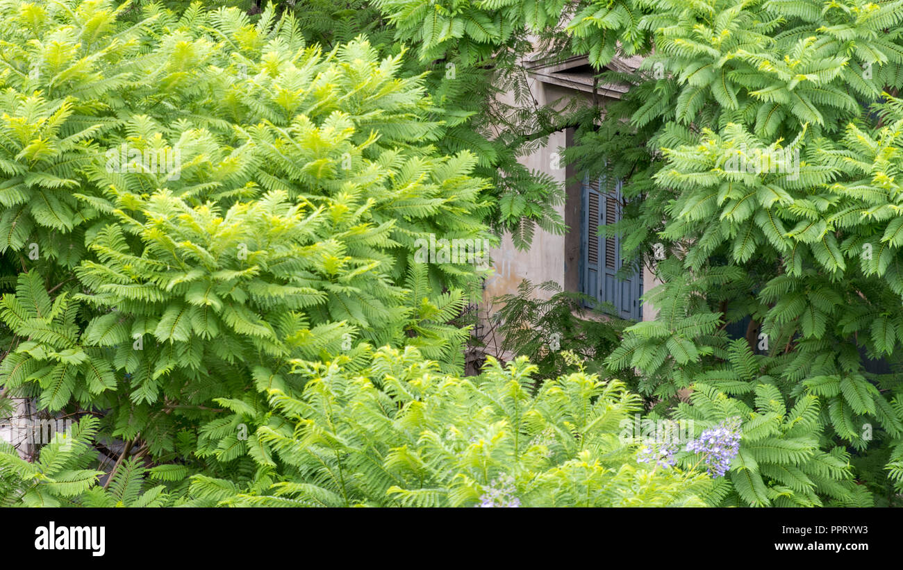 La fenêtre aux volets bleus entourée par le feuillage à Athènes Grèce Banque D'Images