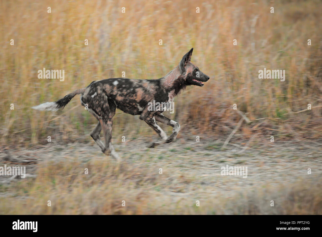 Chien Sauvage Photos Chien Sauvage Images Alamy
