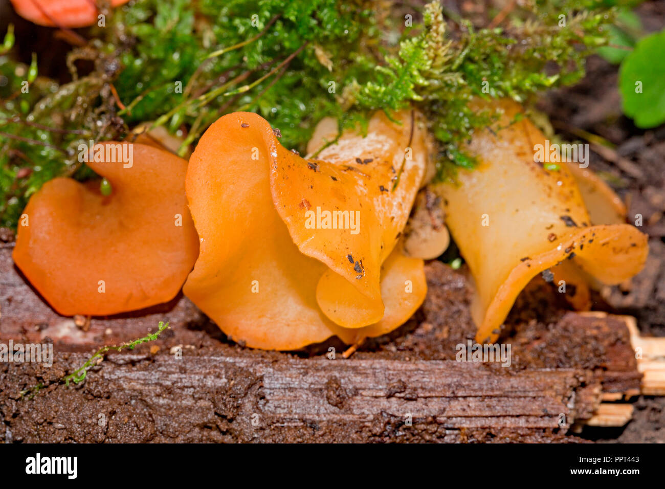 Salade de saumon (Tremiscus helvelloides, champignons) Banque D'Images