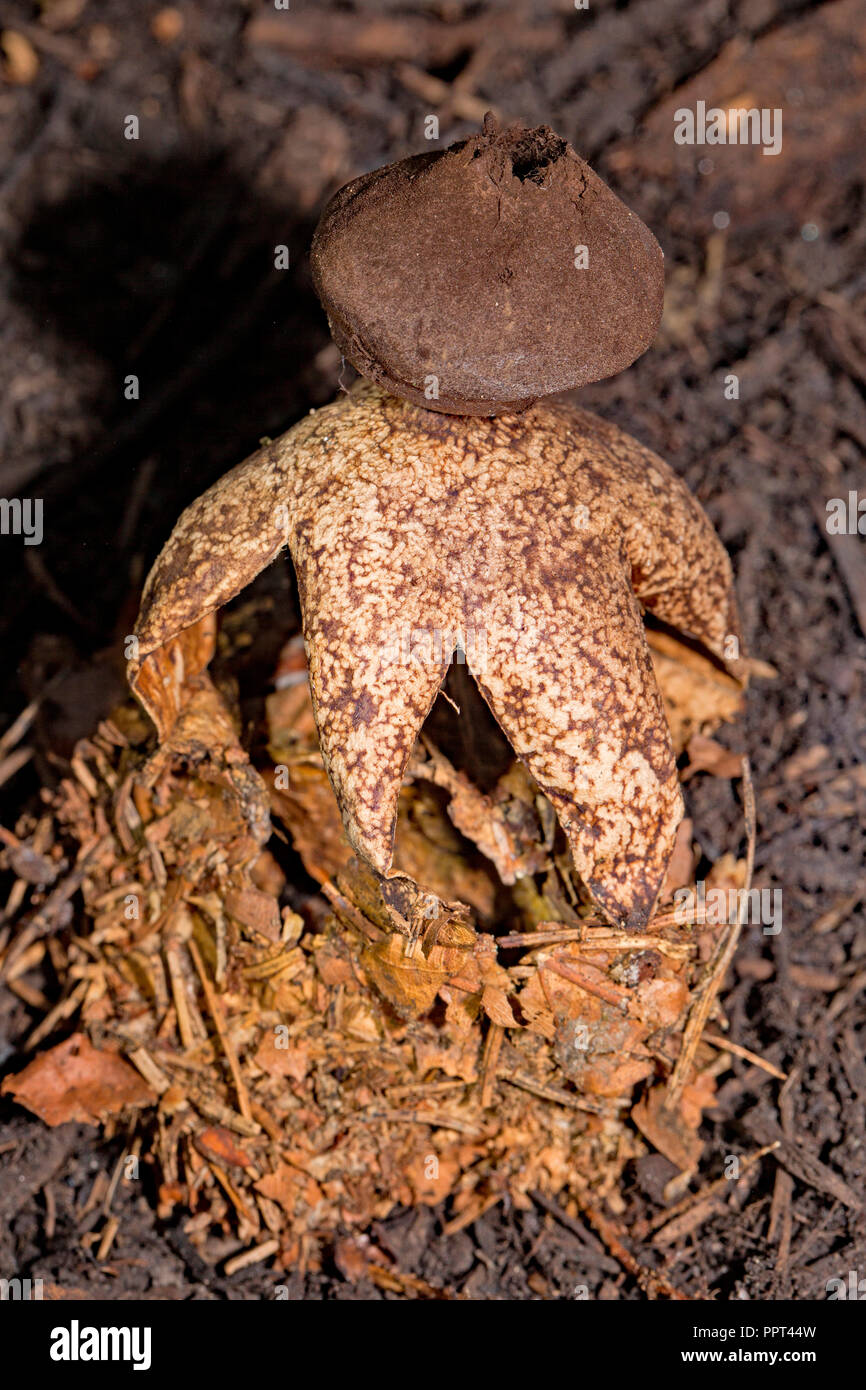 Parcours acrobatiques, earthstar earthstar voûté, (Geastrum fornicatum) Banque D'Images