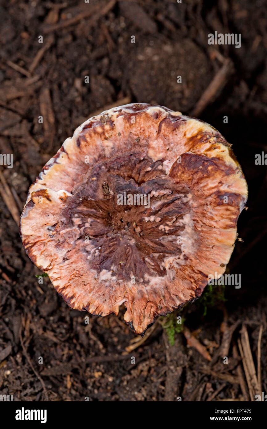 Dent mealy, champignon (Hydnellum ferrugineum) Banque D'Images