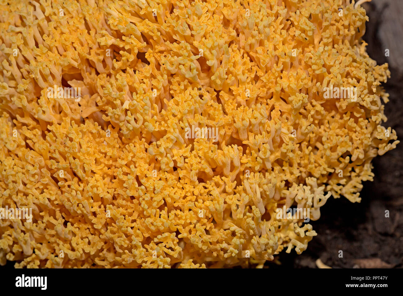 Changle, Coral, champignons (Ramaria flava) Banque D'Images