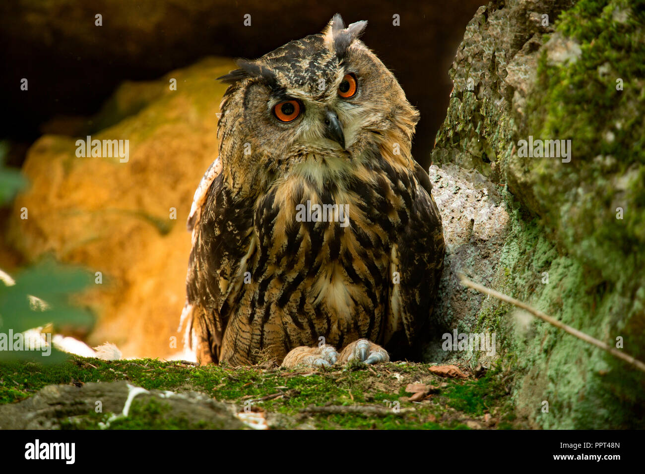 Grand-duc (Bubo bubo), Banque D'Images
